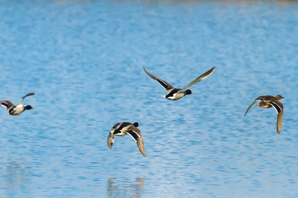 Aves — Fotografia de Stock