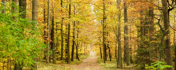 Bosque —  Fotos de Stock