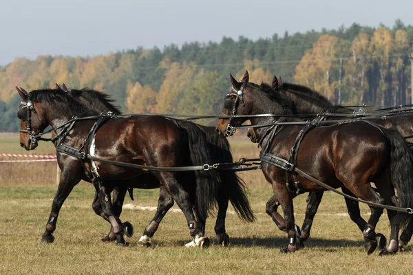 Cavallo — Foto Stock