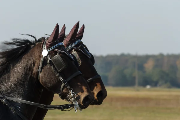 Horse — Stock Photo, Image