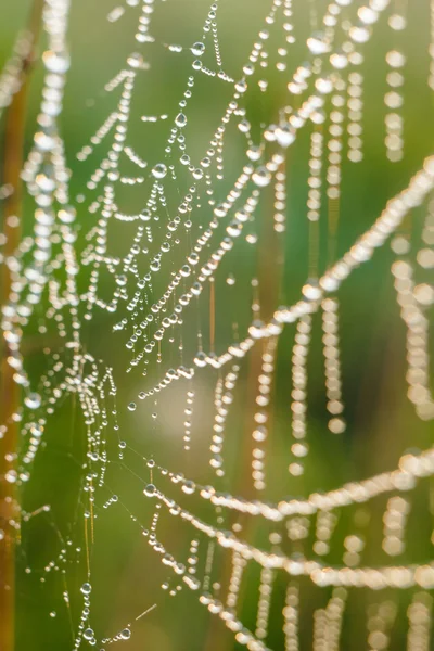 Spinnenweb — Stockfoto