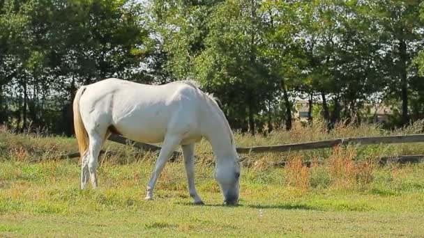 Horses grazing — Stock Video