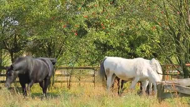 Caballos pastando — Vídeos de Stock