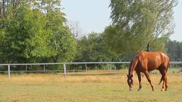 Cavalos Grazing — Vídeo de Stock