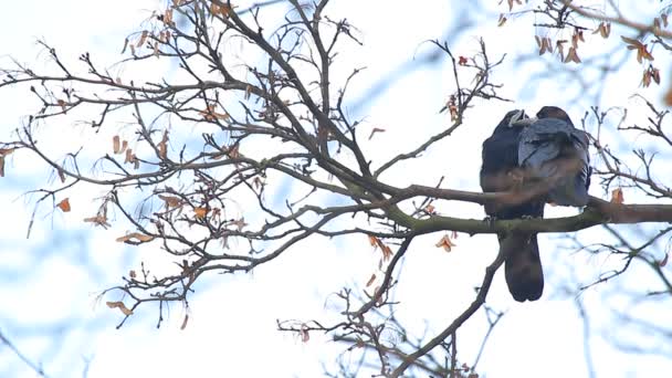 Вороны на дереве — стоковое видео