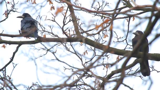 Вороны на дереве — стоковое видео