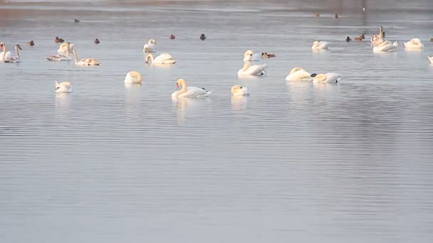 Cisnes Natação — Vídeo de Stock