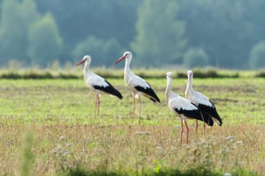 Storks on green grass clipart
