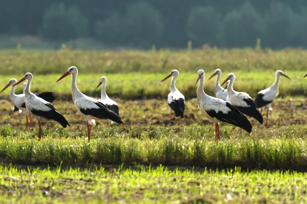 Stork — Stockfoto