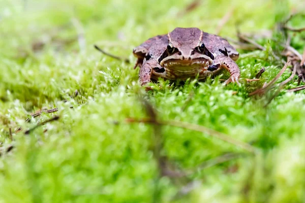 Frog — Stock Photo, Image