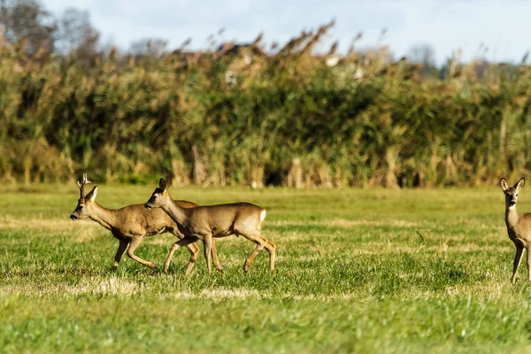 Roe herten — Stockfoto