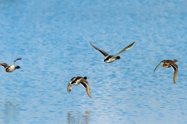 Aves — Fotografia de Stock