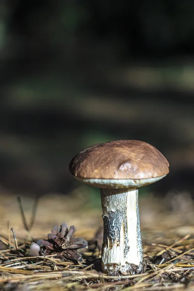 Cogumelo — Fotografia de Stock