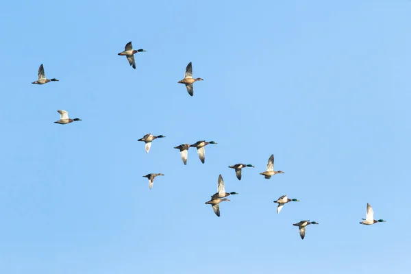 Uccello — Foto Stock