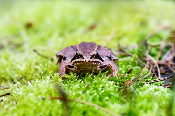 Frog — Stock Photo, Image