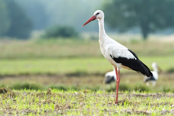 Storks on green grass — Stock Photo, Image