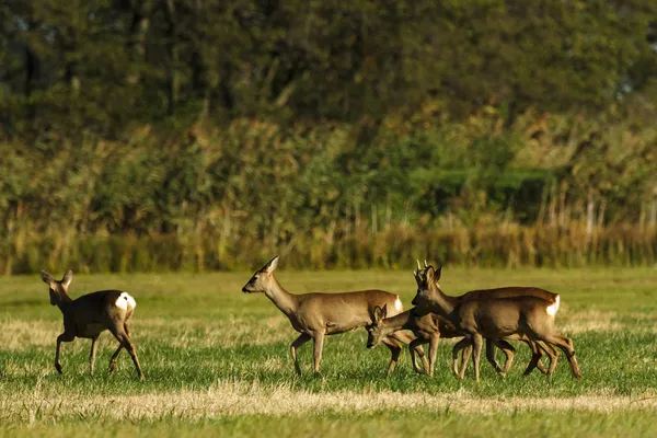 Rehwild — Stockfoto