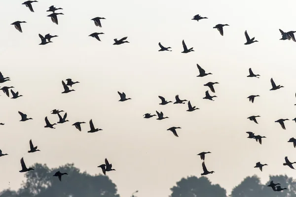 Viele Vögel fliegen in den Himmel — Stockfoto