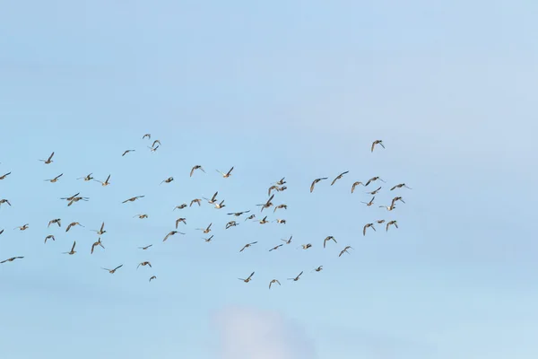 Vögel — Stockfoto