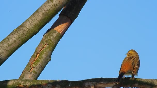 Fêmea de flycatcher Amarelo-rumped — Vídeo de Stock