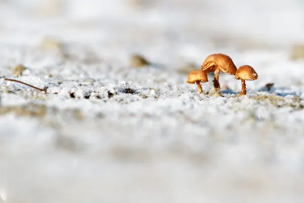 Mushroom — Stock Photo, Image