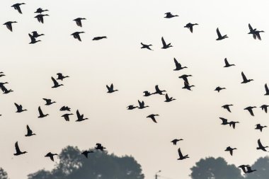 gökyüzünde uçan birçok kuş