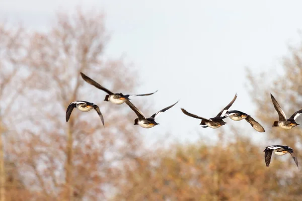 Літаючі качки — стокове фото