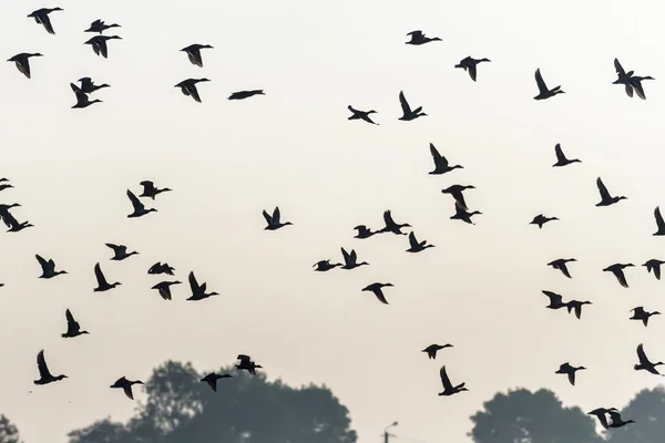 De nombreux oiseaux volent dans le ciel — Photo