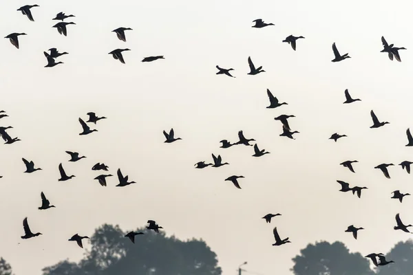 Viele Vögel fliegen in den Himmel — Stockfoto