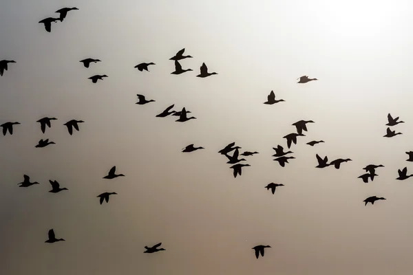 Muitos pássaros voando no céu — Fotografia de Stock