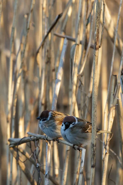 Vogel — Stockfoto