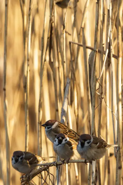 Bird — Stock Photo, Image