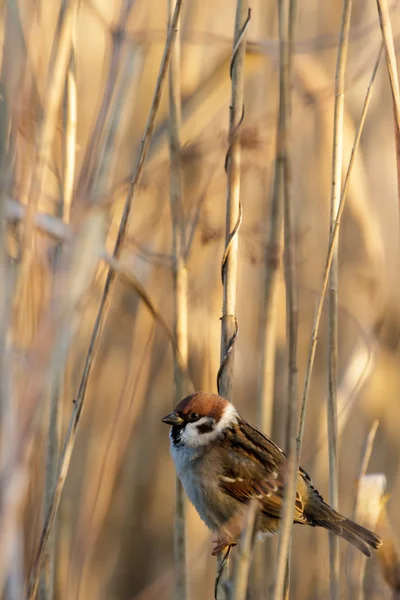 Bird — Stock Photo, Image