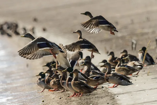 Aves — Fotografia de Stock