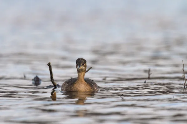 Fågel — Stockfoto