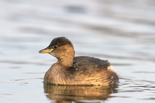 Fågel — Stockfoto