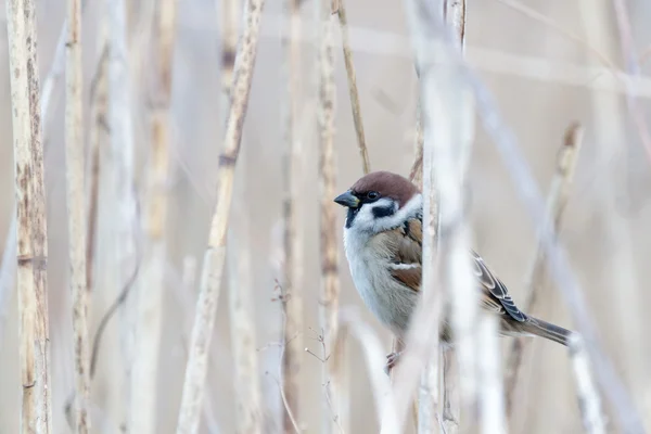 Bird — Stock Photo, Image