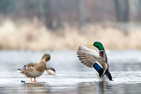 Vogel — Stockfoto