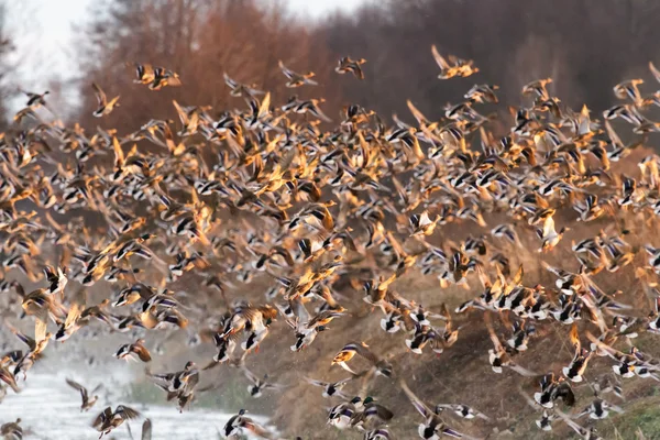 Aves — Fotografia de Stock