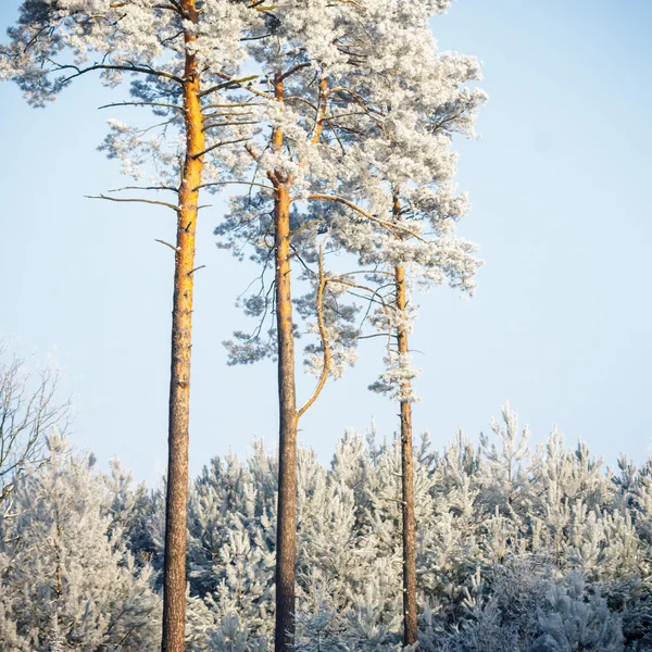 Albero — Foto Stock