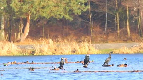 Ducks in water — Stock Video