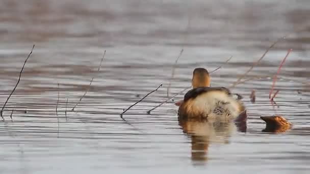 Enten im Wasser — Stockvideo