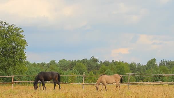 Betande hästar — Stockvideo