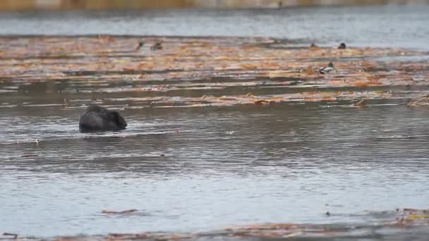 Eendjes in water — Stockvideo