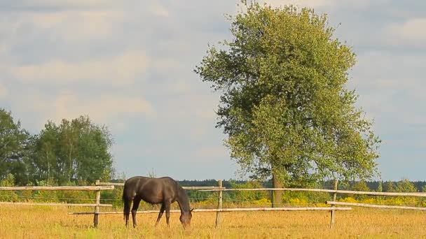 Pferde auf der Weide — Stockvideo