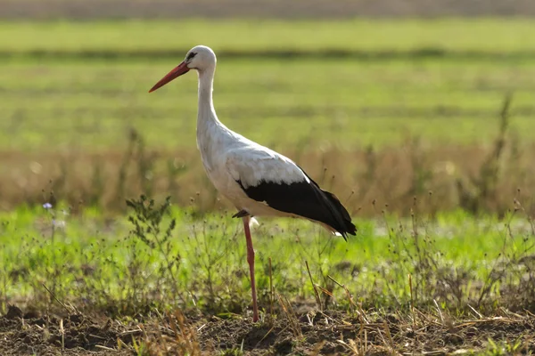 Stork — Stock Photo, Image