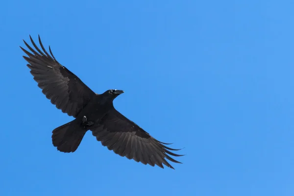 Bird — Stock Photo, Image