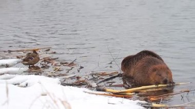 beavers çalışma