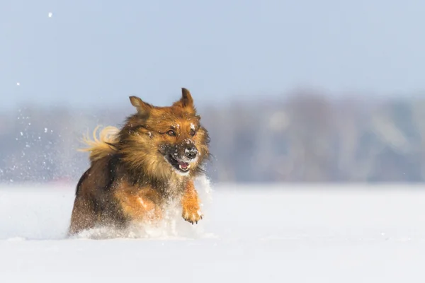 Funny dog — Stock Photo, Image