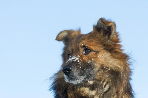 Funny dog — Stock Photo, Image